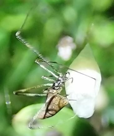 Rhomphaea nasica
